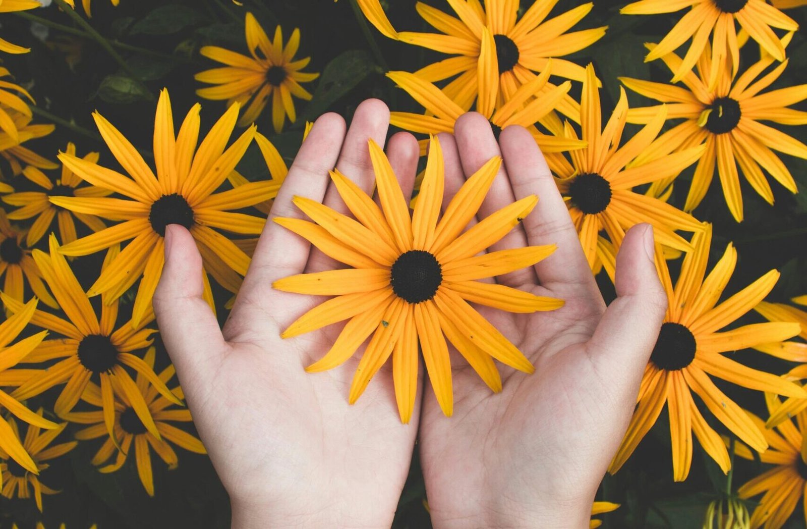 Close-up of hands holding vibrant yellow daisies, showcasing natural beauty and floral pattern.